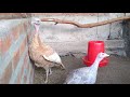 PAVA COLORADA Y SU CRIA *limpieza de corral