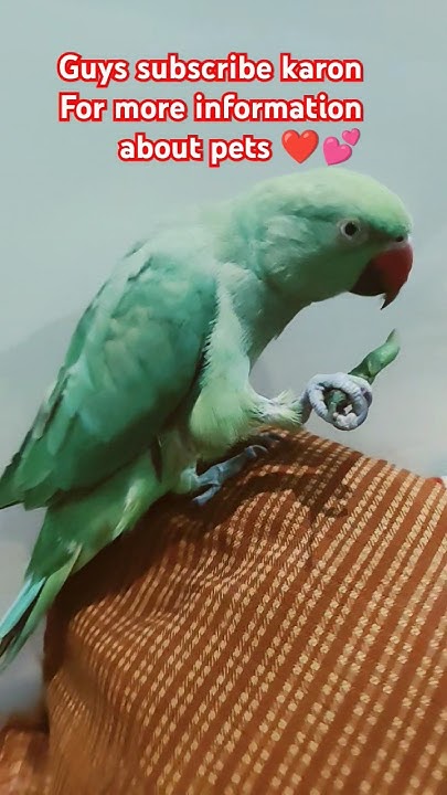 16 730 Mini Vlog 16 Why Is Parrot Break Cut Off shorts parrothub 16-730-mini-vlog-16-why-is-parrot-break-cut-off-shorts-parrothub