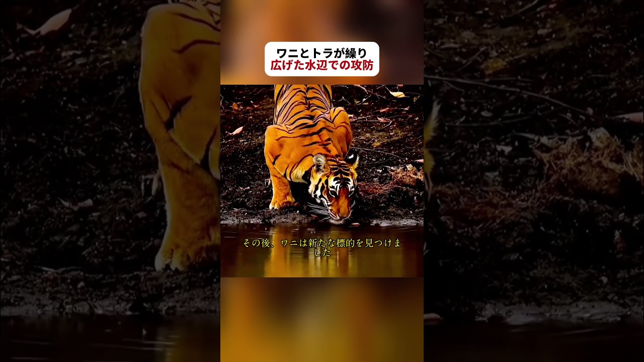 ワニとトラが繰り広げた水辺での攻防 #野生動物 #動物の生態 #トラ #fyp #foryou