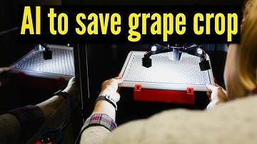 Facial recognition AI helps save multibillion dollar grape crop | Detecting powdery mildew easily