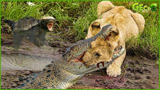 50 Best Battles Of The Animal World, Harsh Life of Wild Animals | Crocodile Vs Lions, Honey Badgers