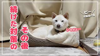 うるさい炊飯器の音対策をやめなかった結果…震えていた柴犬の今！