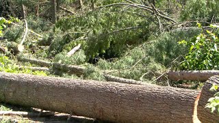 Monthly Webinars Aim To Help Bemidji Area Residents After 2025 Wind Storm | Lakeland News