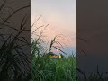 Cảnh hoàng hôn tua nhanh! #sunset #relax