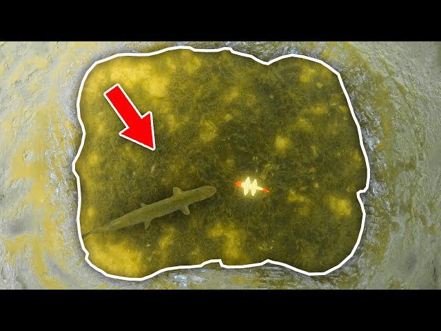 SPEARING Northern Pike Through The ICE I Clear Water Darkhouse Spearing 