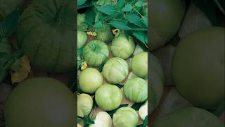 Best Summer Planting Recommendations?