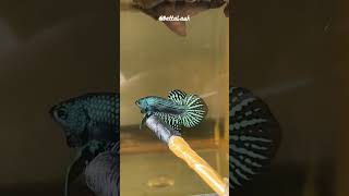 CUPANG ALIEN HYBRID #animalshorts