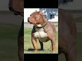 huge🤬 pitbull 🤬 attitude 🤬#short🤬🤬🤬