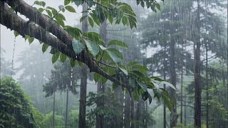 Sleep Like a Baby in 3 Minutes with Sound of Heavy Rain in Cool Forest