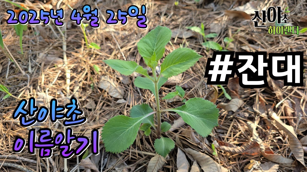 산야초 이름알기 20250425 