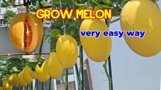 How To Cantaloupe Melon With Containers  Very Easy Way Big And Sweet Fruit 