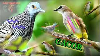 Suara MASTERAN Trucuk dan Perkutut GACOR