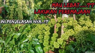 PENTING NYA MELAKUKAN PEREMAJAAN KOPI SAMBUNG AGAR BUAH MAXIMAL