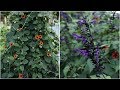 UPDATE On My Thunbergia and Salvia! 🌿// Garden Answer