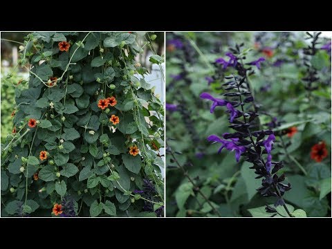 Update On My Thunbergia And Salvia! Garden Answer