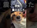 病院に行くと思ってる犬を公園に連れて行ったら動かなくなった！ #shorts