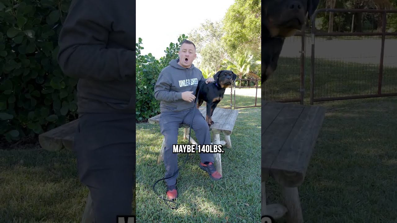 3 Reasons Why We DON T Recommend Rottweilers
