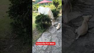 #Funny#Dogs#Hourse#Shoets