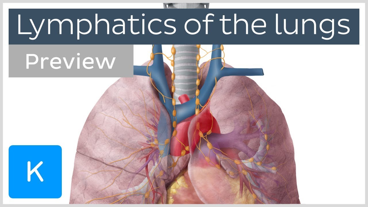 Lymphatics Of The Lungs Lymph Nodes And Vessels Preview Human