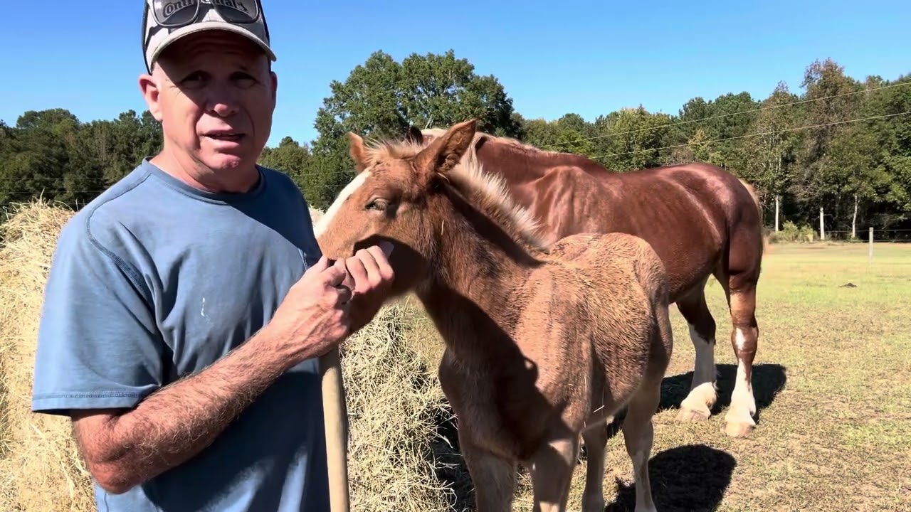 ТЯГОВО-ГРЕБОВЫЕ ЛОШАДИ // Обновление информации о новых бельгийских породах