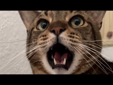ALL of Atlas meows 2022