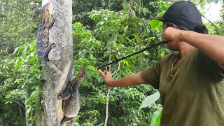 vidio full : cewek main ketapel dapat biawak moster penghuni pohon durian (berburu dengan ketapel)