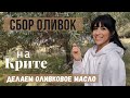 Как собирают ОЛИВКИ на КРИТЕ и как делают ОЛИВКОВОЕ МАСЛО. САМОЕ СТАРОЕ ДЕРЕВО на Крите 4000 ЛЕТ.