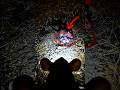 Secret Life Underground | A Mouse-Eye View Journey #wildlife #mouse