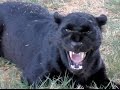 African Black Leopard In Heat - Cat Growls Snarls Displays Runs & Sprays At Big Cat Breeding Center