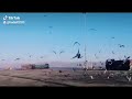 مقتطفات من ميناء العقبه الجديد