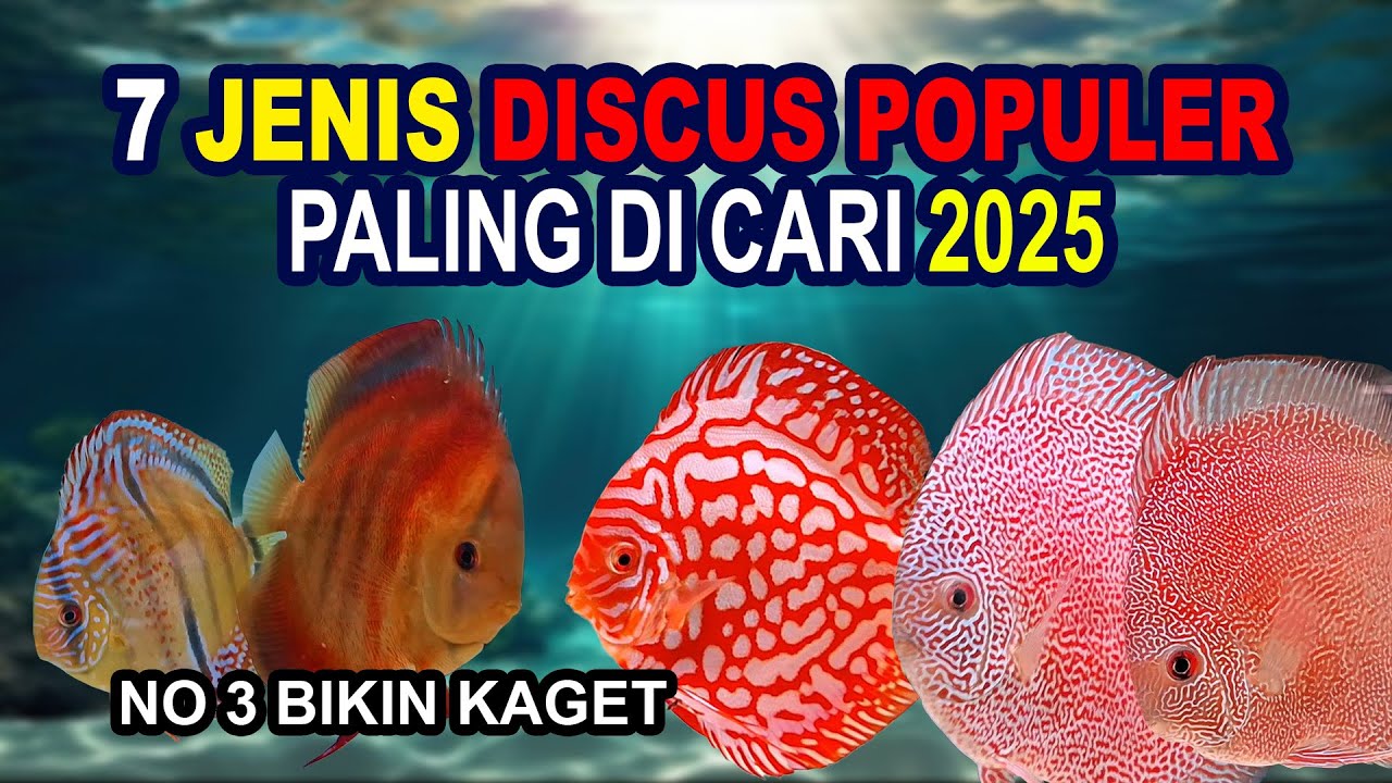 7 JENIS DISCUS POPULER PALING DICARI 2025 - NO 3 BIKIN KAGET | IKAN HIAS | DISCUS FISH | MAIN IKAN