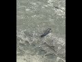 Catch the baby fish to play #fishing #cutefish #babyfish #魚 #釣り #fish #稚魚のいるくらし