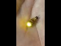 Amazing firefly