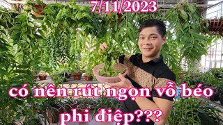 Có nên rút ngọn cắt ngọn phi điệp? , chăm sóc phi điệp mùa thắt ngọn | phong lan rừng phúc vân