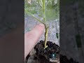 Come trapianto le melanzane