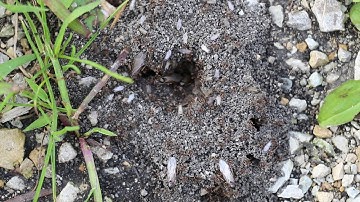 Ant Colony Optimization