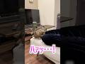 甘えたすぎてチンが出てきてしまった猫 #ルトロゼ #ベンガル #猫
