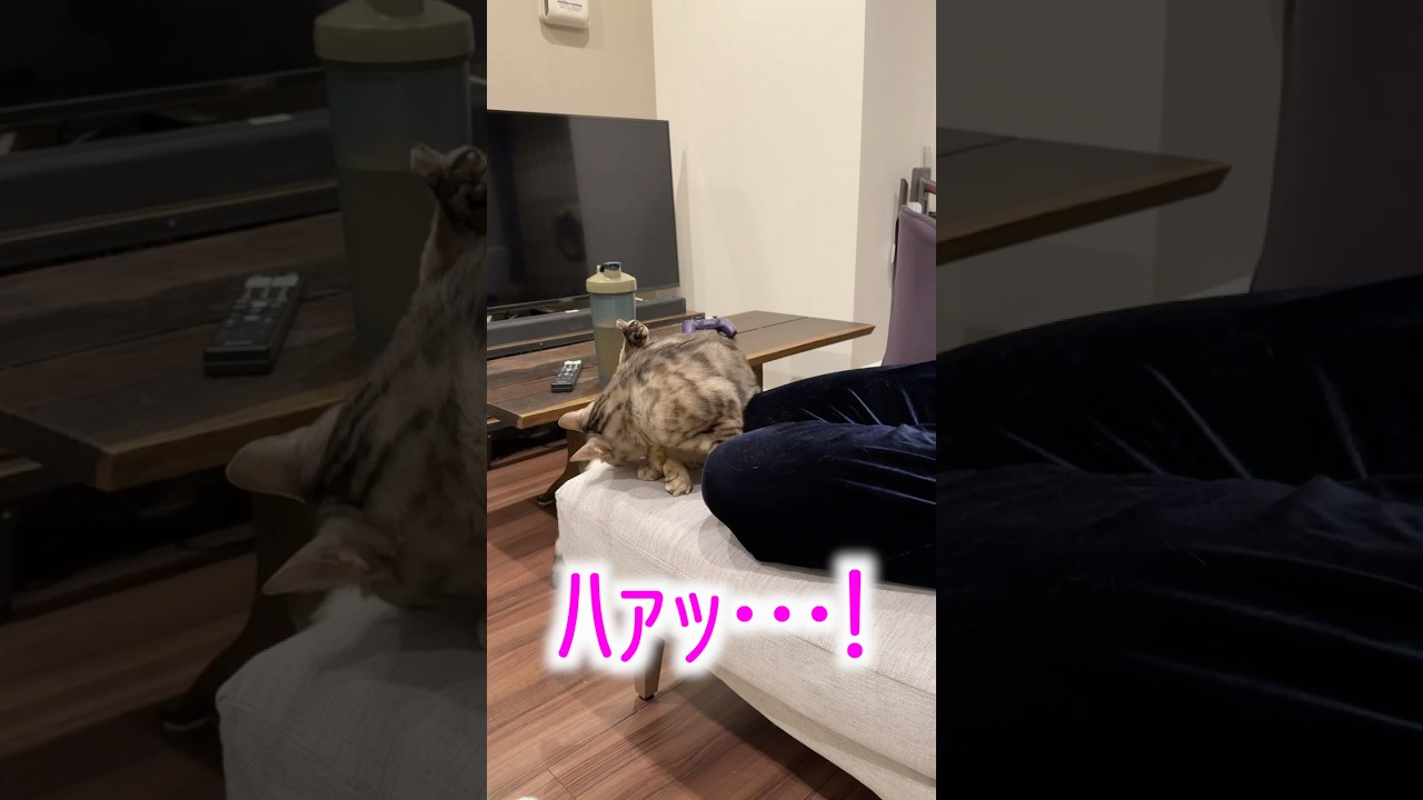 甘えたすぎてチンが出てきてしまった猫 #ルトロゼ #ベンガル #猫