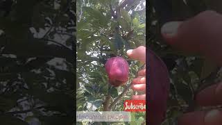 #Adam Superchief kingroat redvelox jeromine seedling top branch size or colours shape 28th june 2021