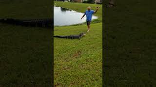 Alligator Chases Fish as Man Reels It then Chases Man
