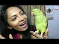Talking parrot in sri lanka           ela creation