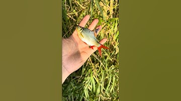 Liệu Cá Lớn bí ẩn ở hồ hoang này là loại gì? #fishing #cauca #shorts