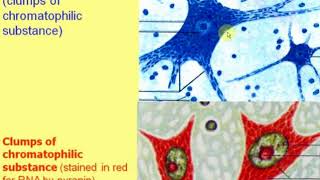 Nerve tissue - 1. Neurons and neuroglia. Video-lecture by Zimatkin (9)