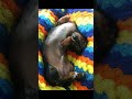 Dachshund puppies staring for food #dashund