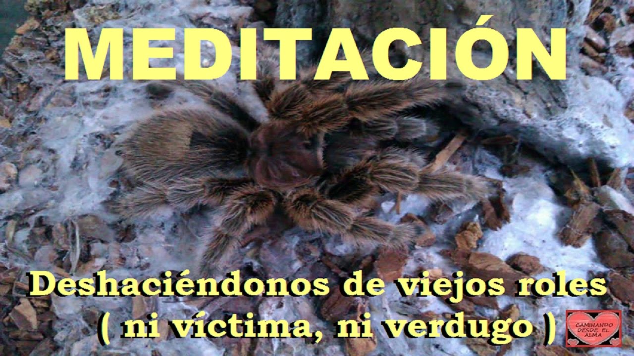 MEDITACIÓN .Deshaciéndonos de viejos roles (ni víctima,ni verdugo) meditaciones guiadas escritas largas