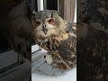 今日のジュニ君🦉何時ものフクロウ🦉さん