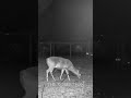 Midnight Visitor Caught Grazing on the Ranch 🌙🦌