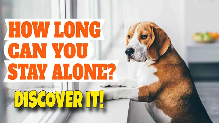 🐶¿HOW LONG can you Leave YOUR DOG ALONE?