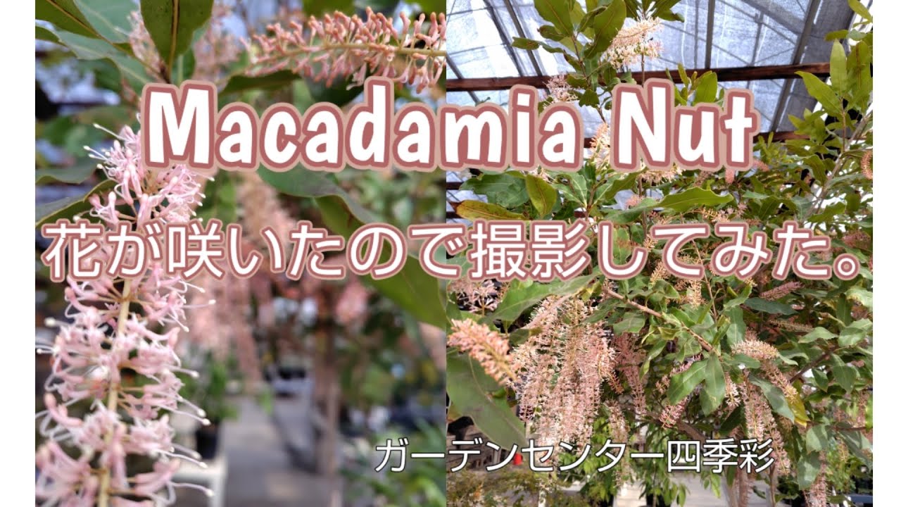 kazu様マカダミアナッツ取木苗 ☀引き取り限定 バーモント、 バーディック 予約商品]マカダミア バーモント種 取り木苗