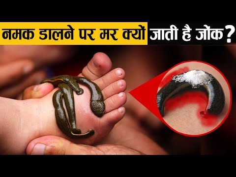 वीडियो: दलदल में कौन से स्तनधारी पाए जाते हैं